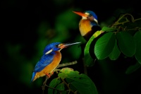 Lednacek modrohrbety - Alcedo meninting - Blue-eared Kingfisher o3036